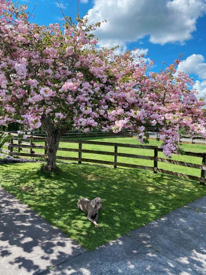 مبيت وإفطار Tamahere Unique Equestrian Lifestyle المظهر الخارجي الصورة